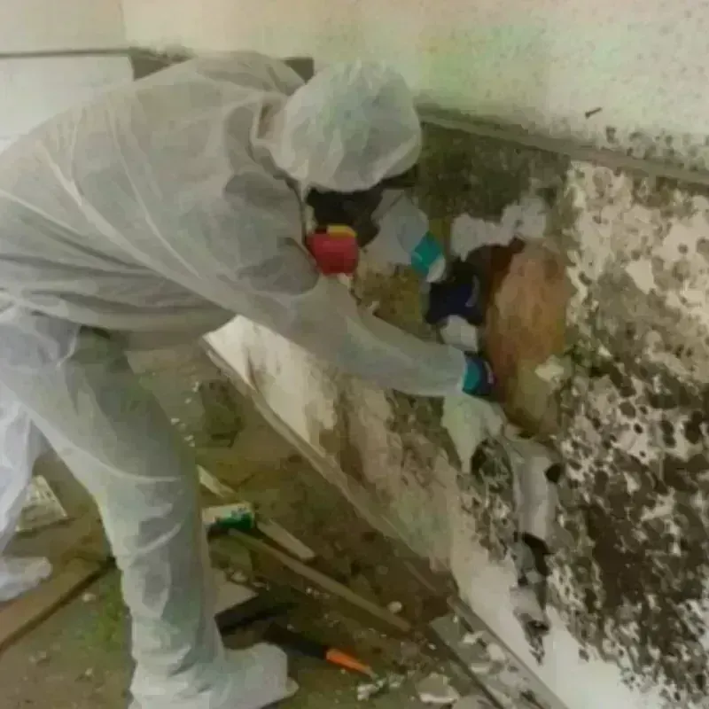 Mold Remediation and Removal in Teton County, MT